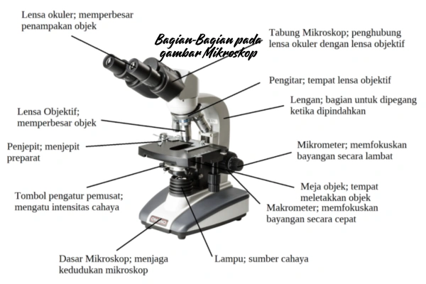 gambar-mikroskop